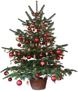 Derniers jours pour recycler votre sapin de Noël